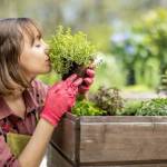 Wiosenne zioła: jakie rośliny warto zasadzić w swoim ogródku?